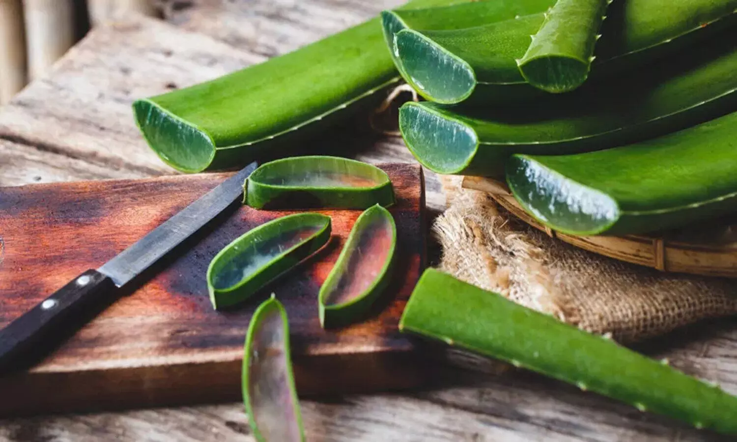 aloe vera plants