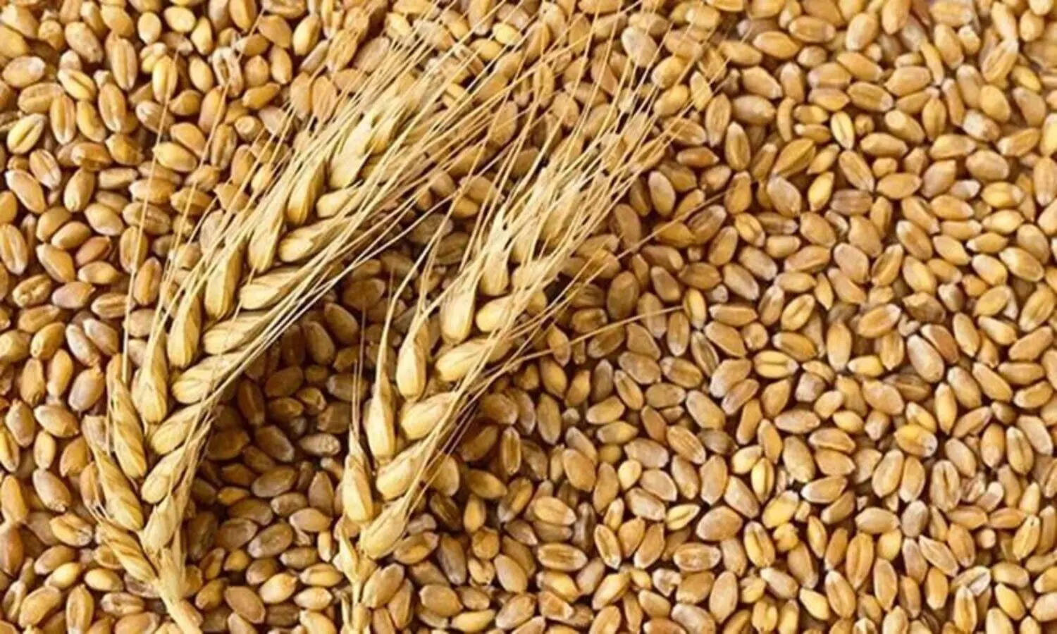 Wheat Price: गेहूं के निर्यात पर प्रतिबंध से मचा हड़कंप, यूरोपीय बाजार में आसमान पर पहुंचीं कीमतें