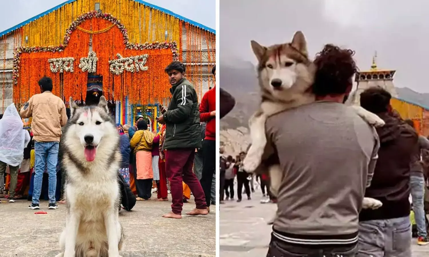 Kedarnath Mandir Dog Video: केदारनाथ में कुत्ता ले जाना पड़ा भारी, अब मिल रही धमकियां