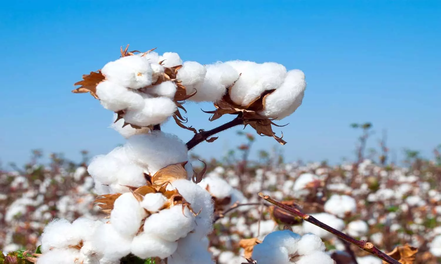 Cotton Prices Rise textile industries Demand for Ban on Exports