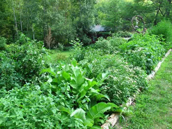 Gorakhpur Ayurveda Hub