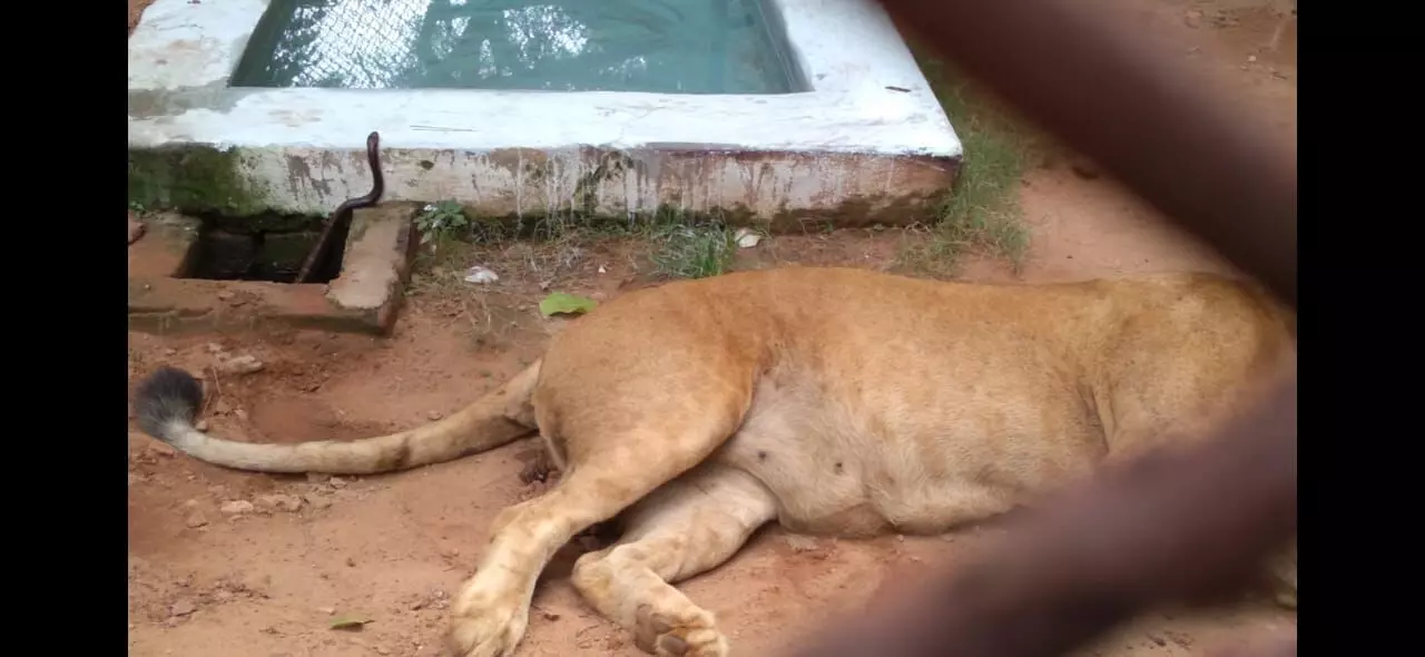 15 yr old african lioness ganga died due to suspected snake bite in nandankanan zoo bhubaneswar