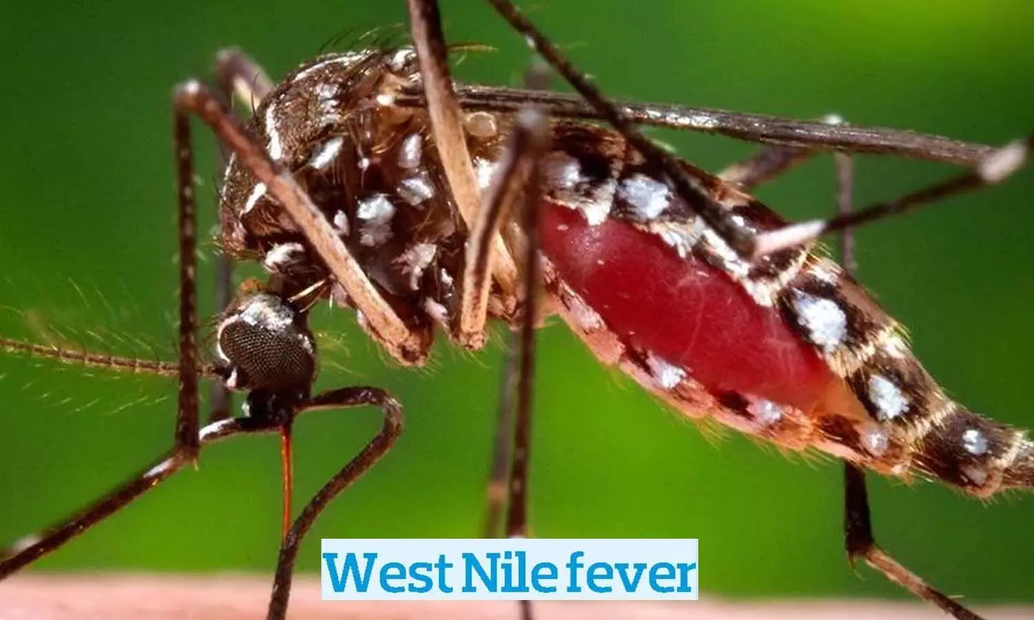 West Nile Fever in India: West Nile fever knocks in India, one death, know what is this virus?