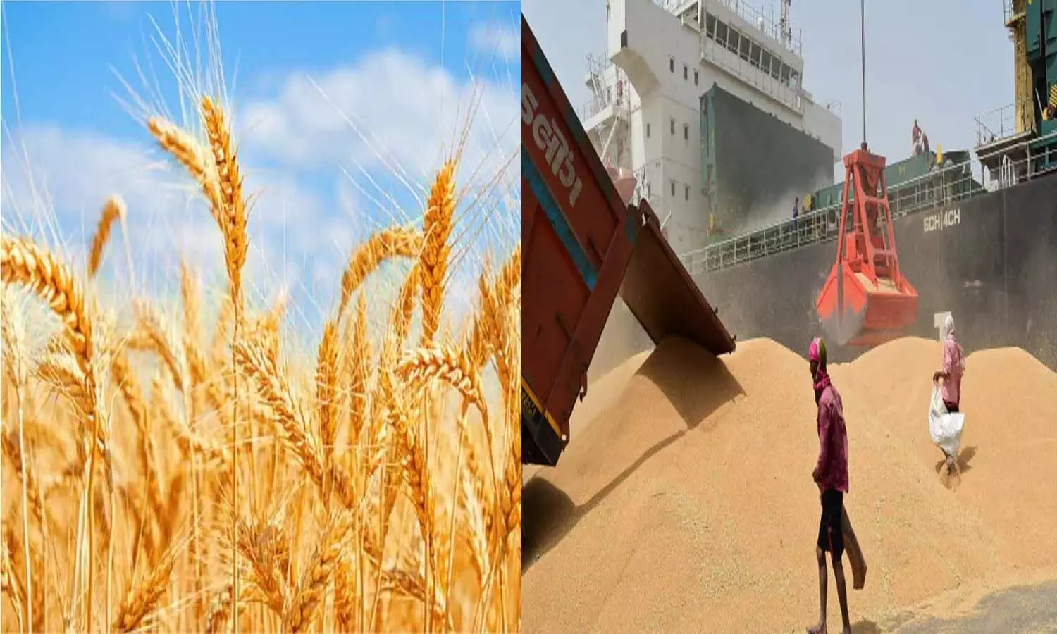 Turkey returns ship laden with Indian wheat, explains rubella virus as the reason