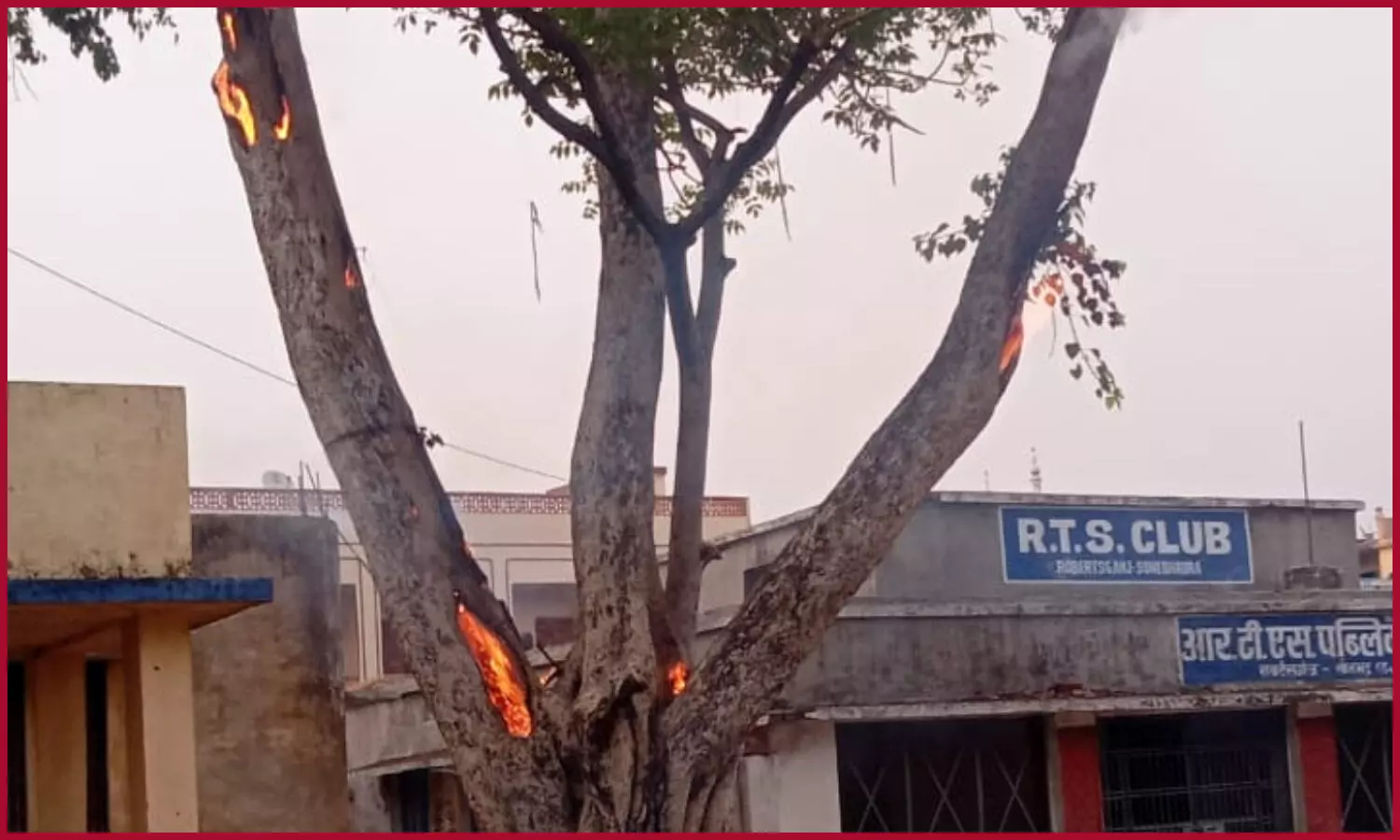 Peepal tree Caught fire in Sonbhadra