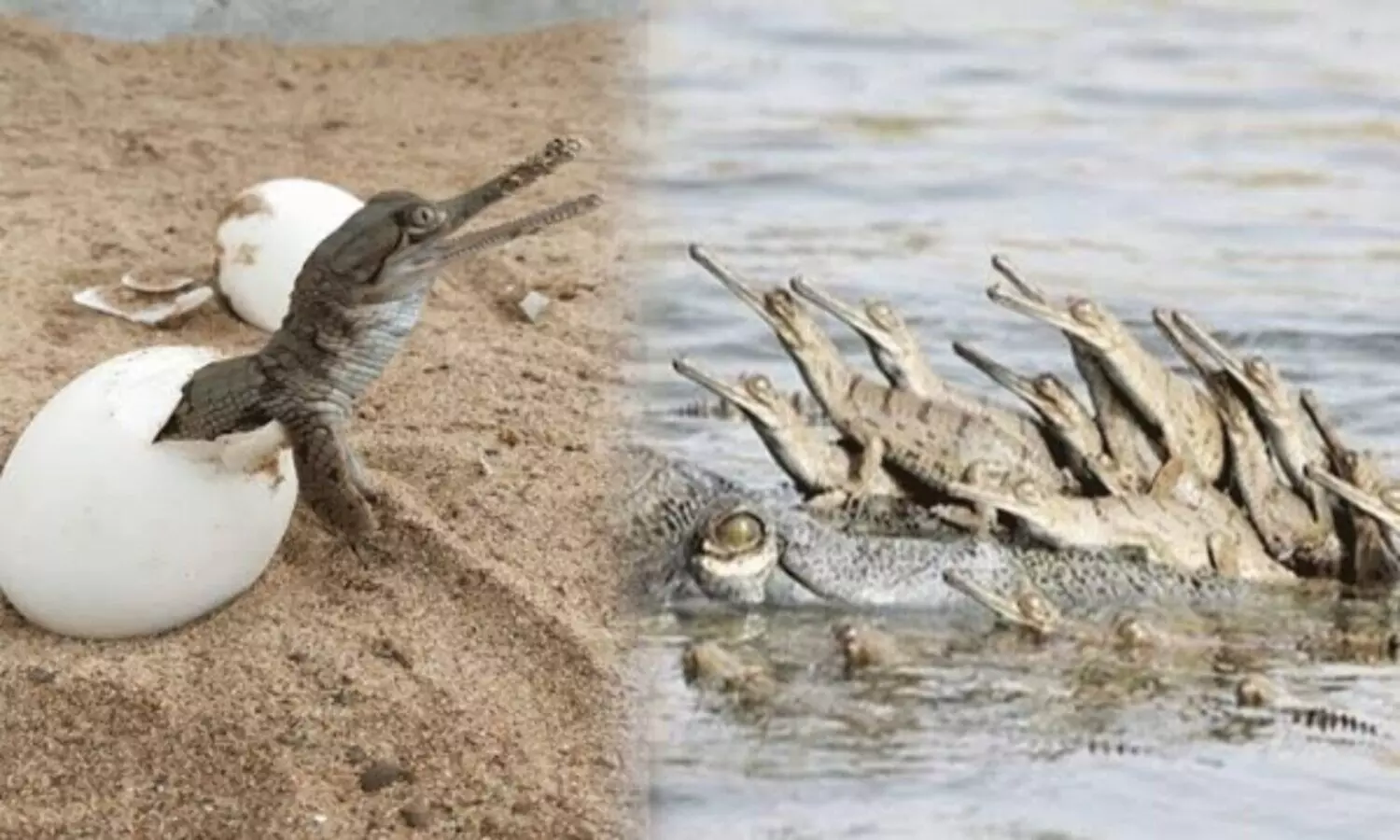 Nesting of alligators and crocodiles