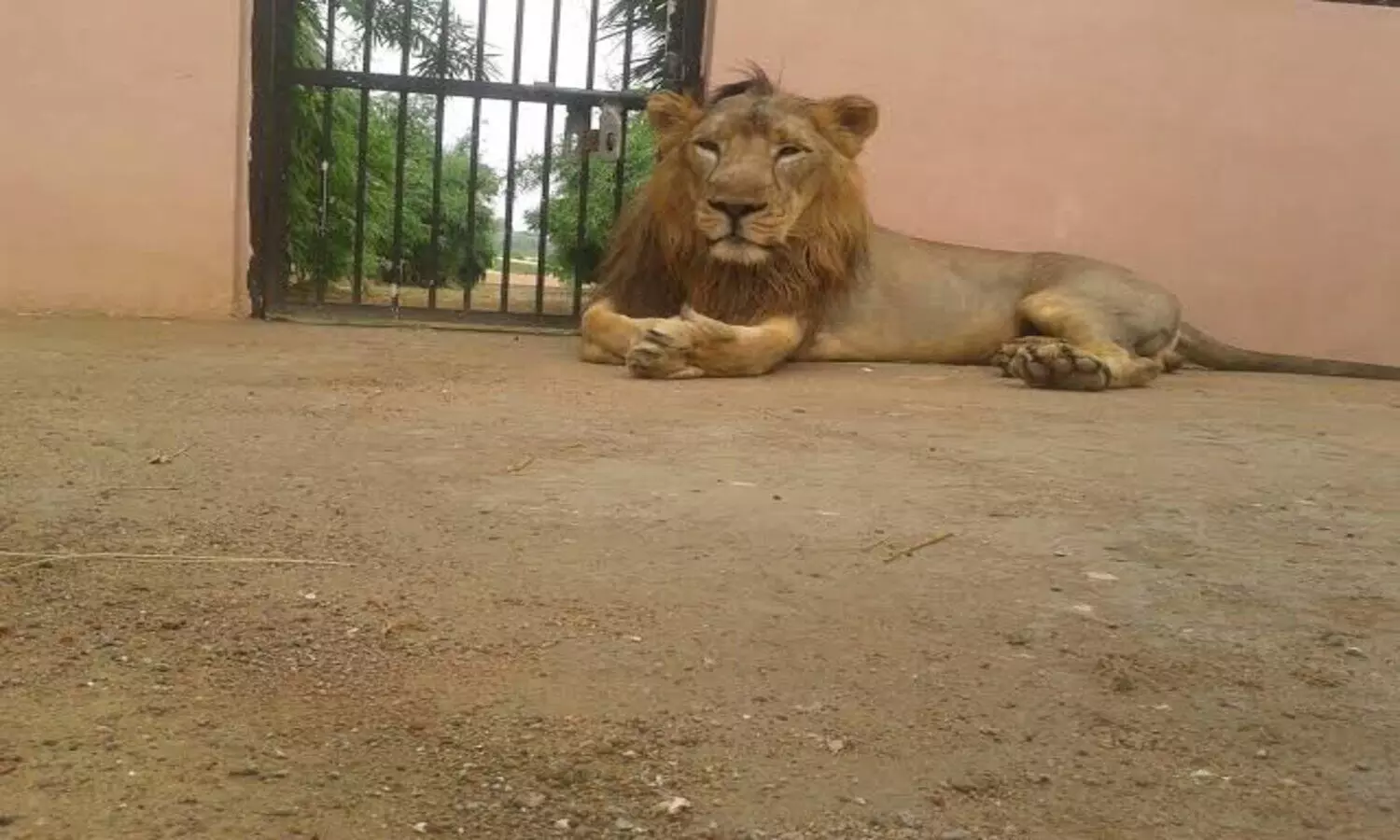 Etawah: इटावा सफारी पार्क के शेर मनन को हुआ स्किन कैंसर, 9 बच्चों के पिता का बचना मुश्किल