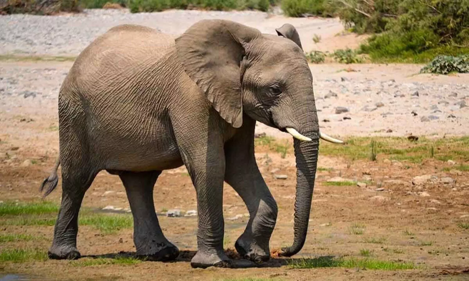 Odisha wild elephant killed woman