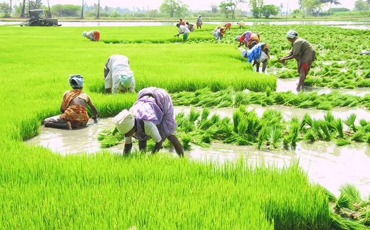 india lagging behind in sowing of kharif crops sowing of paddy is 46 percent less than last year