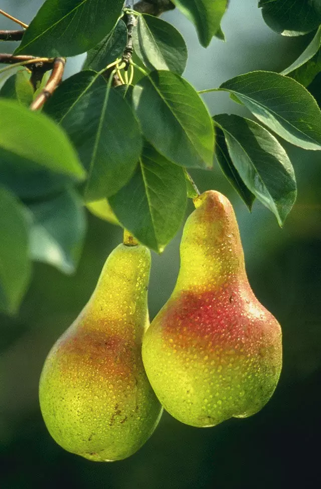 Pears empty stomach