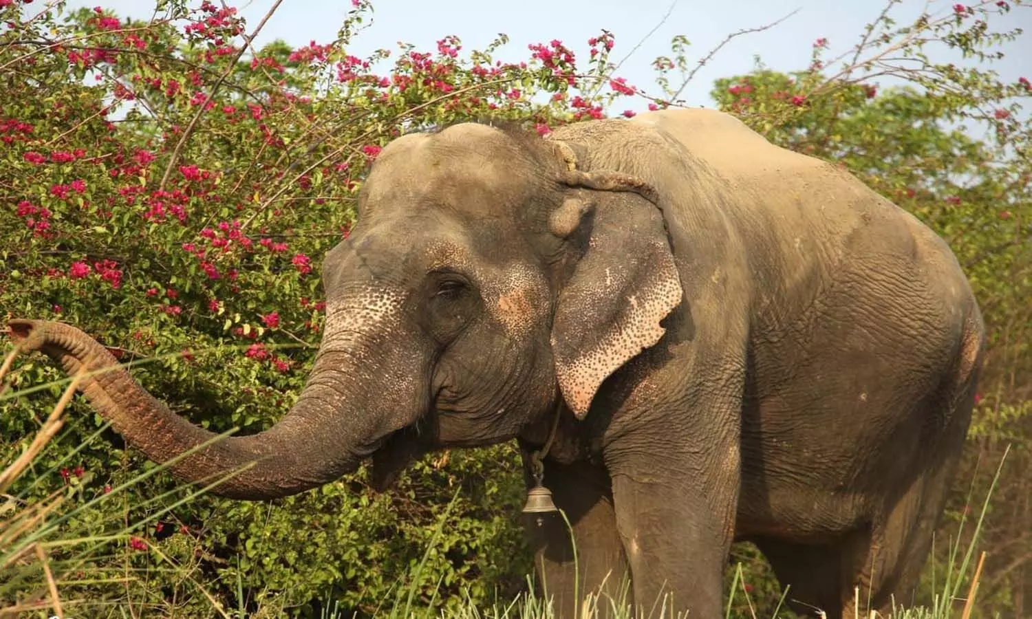 Despite all the obstacles in Bhadohi, the 39-year-old elephant reached the elephant hospital