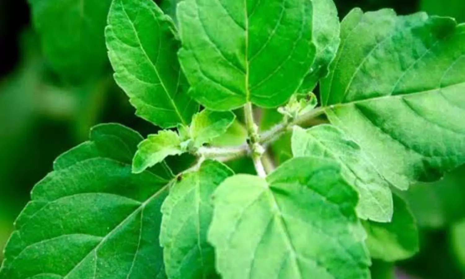 Tulsi Leaf: जानिए तुलसी के पत्ते के 5 जबरदस्त फायदे