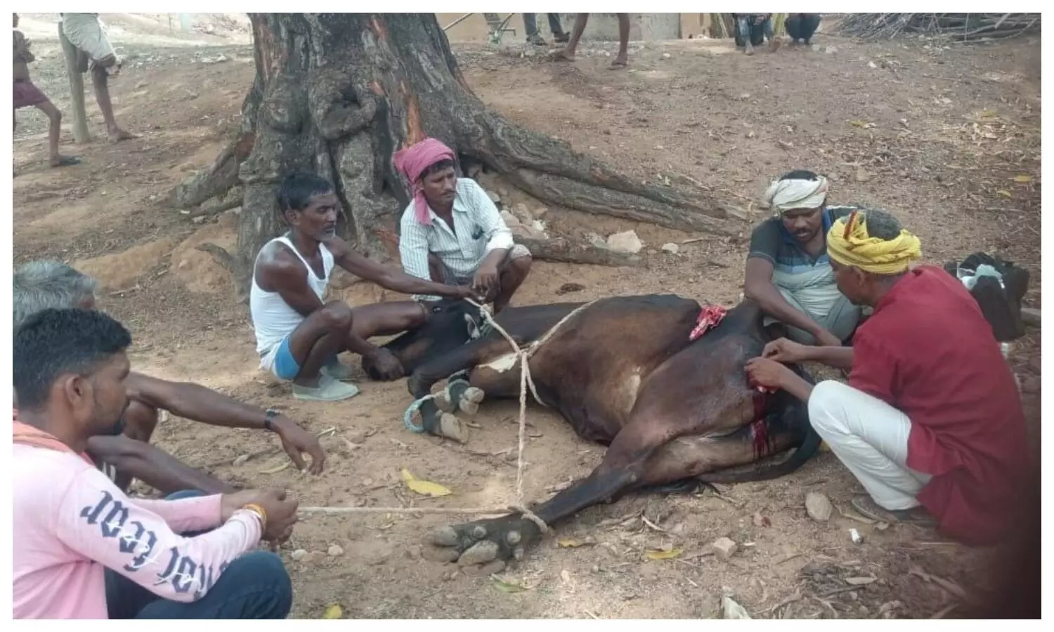 Cow attacked with ax in Sonbhadra