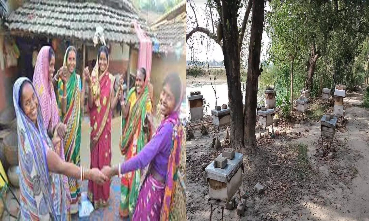 Women of Aajeevika Group did wonders in Dumariaganj of Siddharthnagar, living life with beekeeping