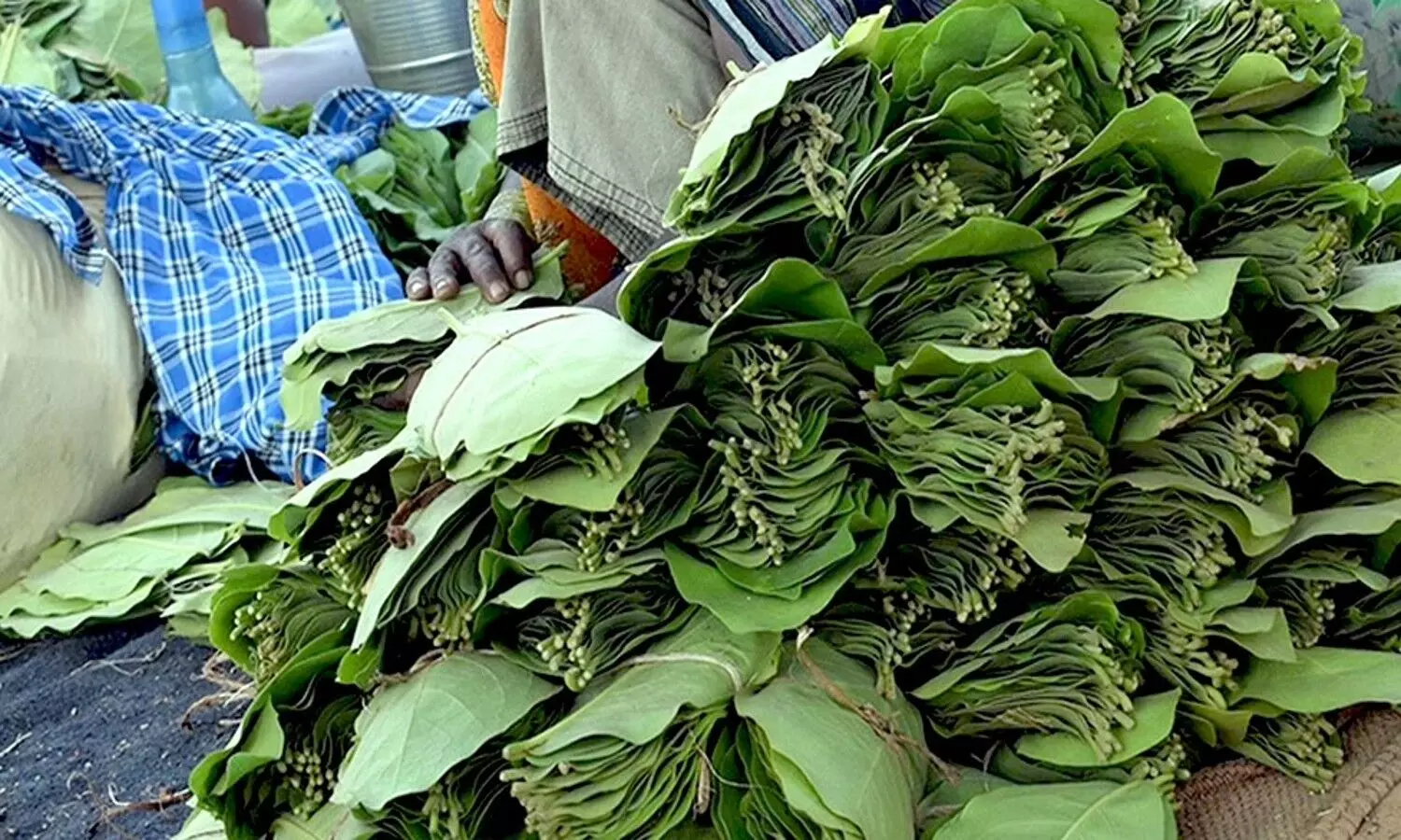 Green gold is available in Chhattisgarh