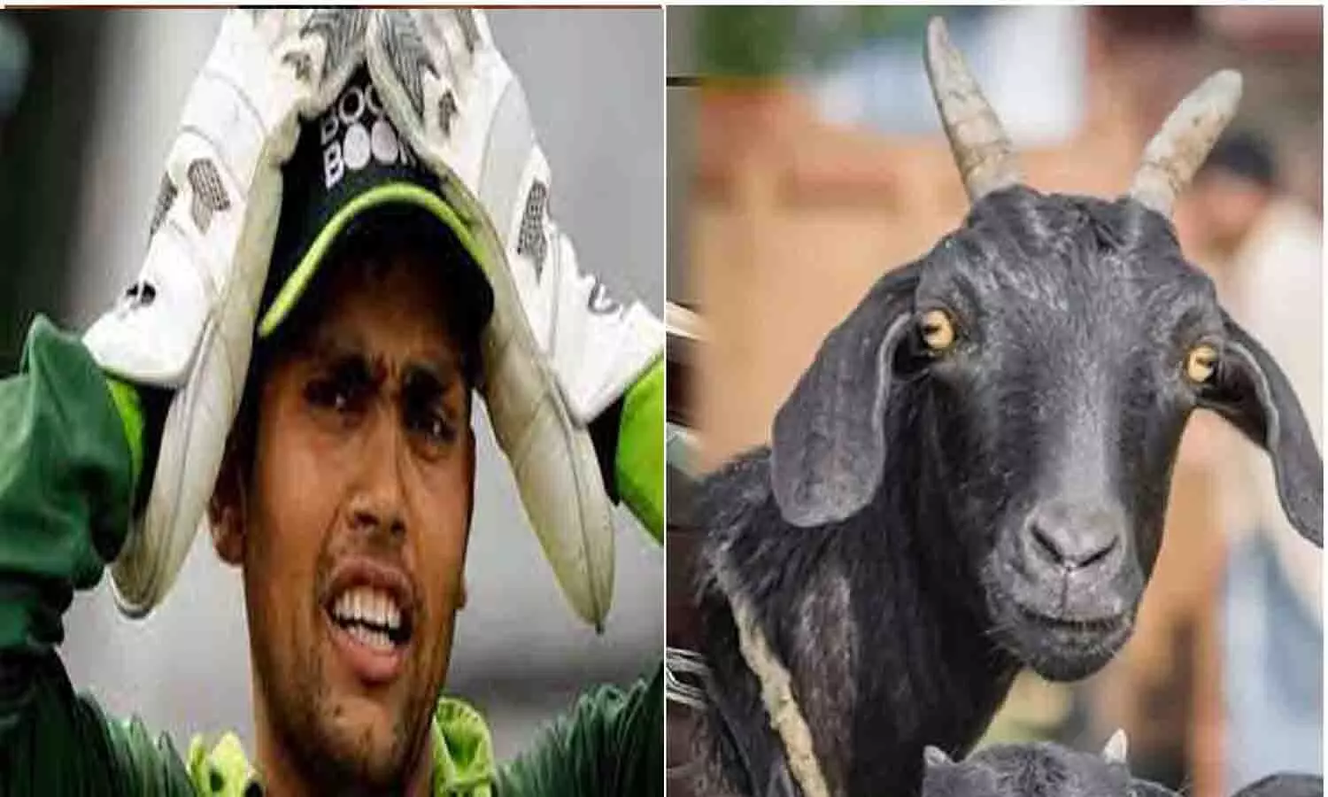 Kamran akmal goat stolen