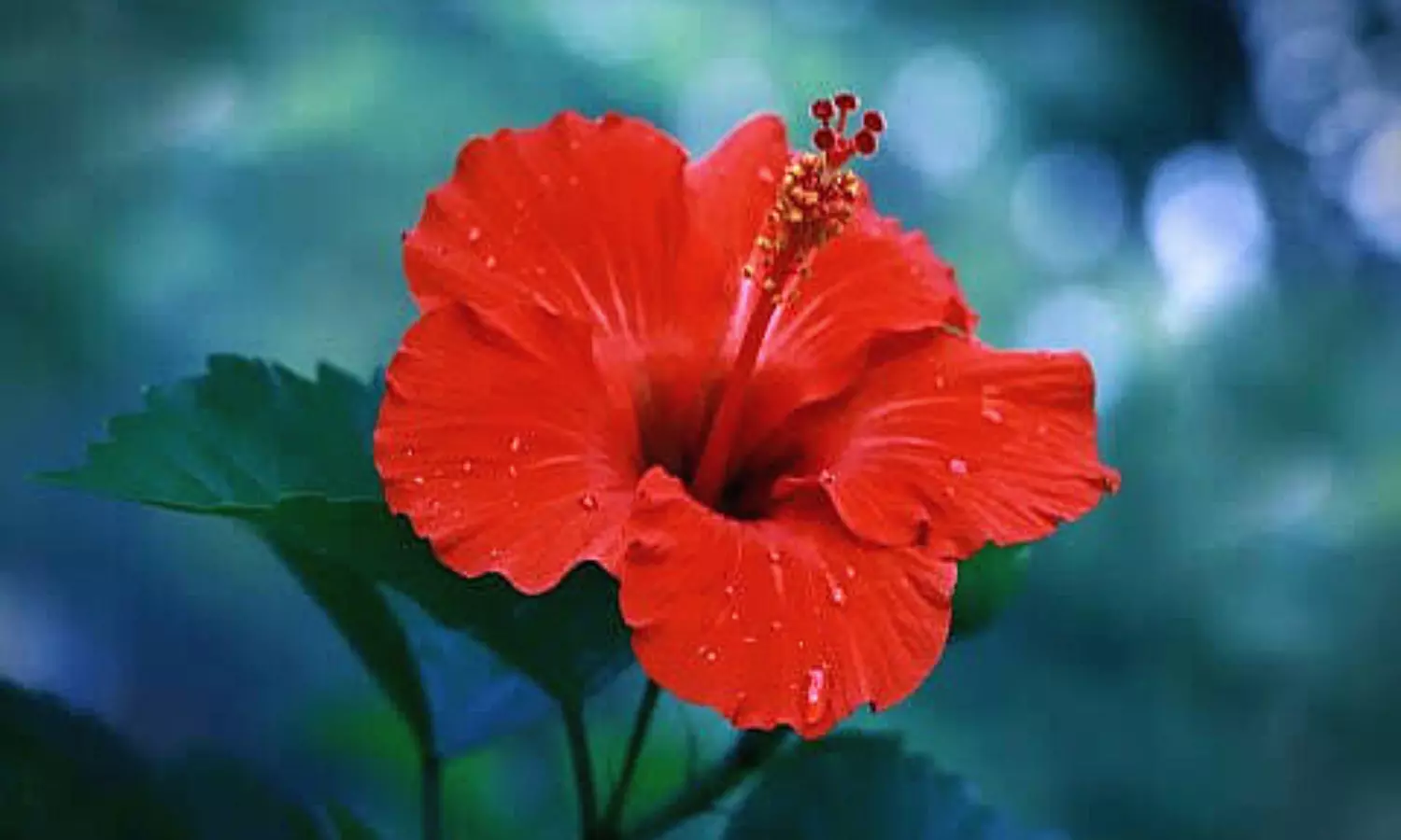 Hibiscus Flower Benefits