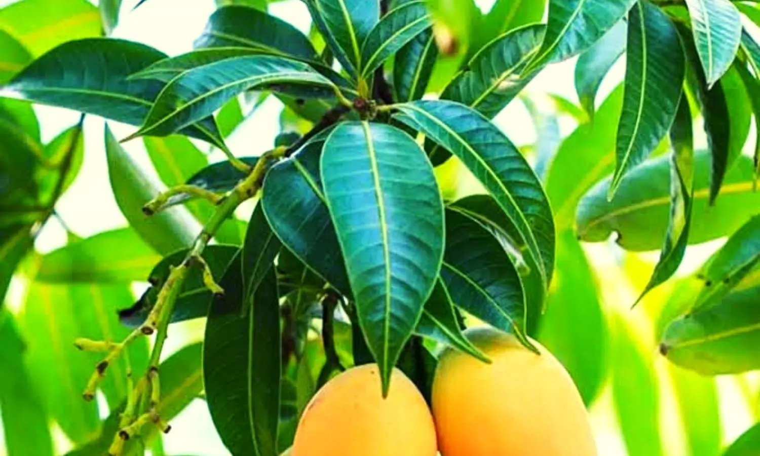 Benefits of Mango Leaves