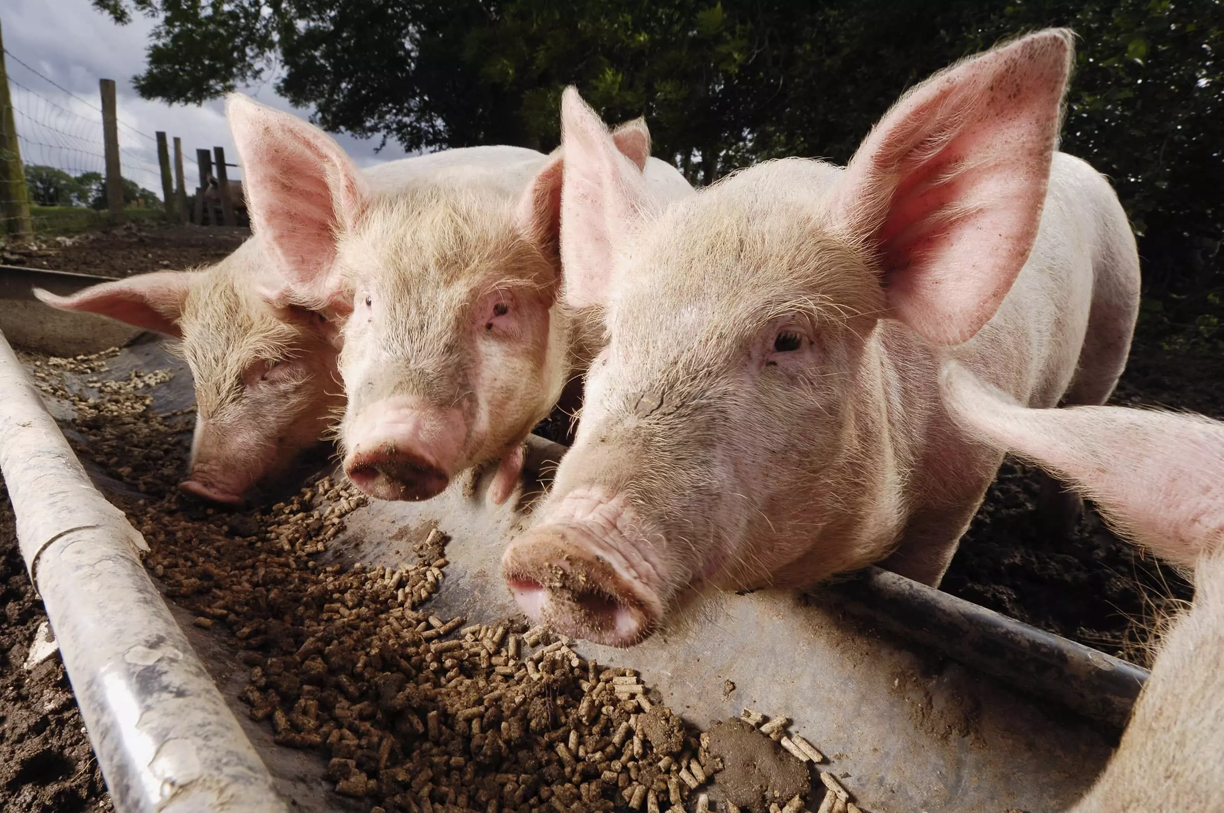 african swine flu hits lucknow 140 pigs found dead