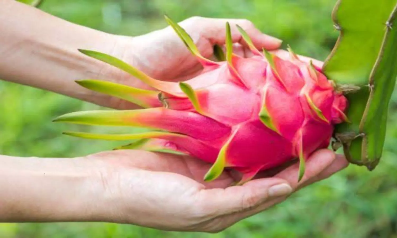 Benefits of Dragon Fruit for Health | Dragon Fruit Benefit:जानें सेहत के  लिए कैसे फायदेमंद है ड्रैगन फ्रूट | News Track in Hindi