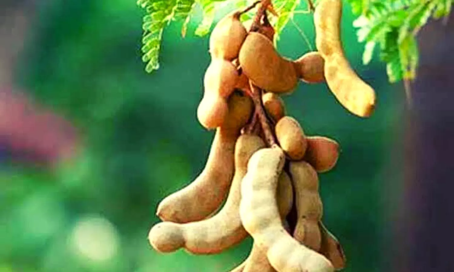 Benefits of Tamarind