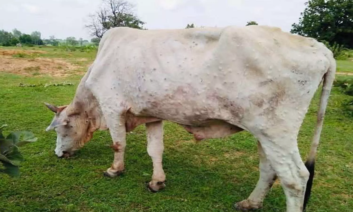 Lumpy skin disease in animals of Rajasthan and Gujarat, hundreds of cattle have died
