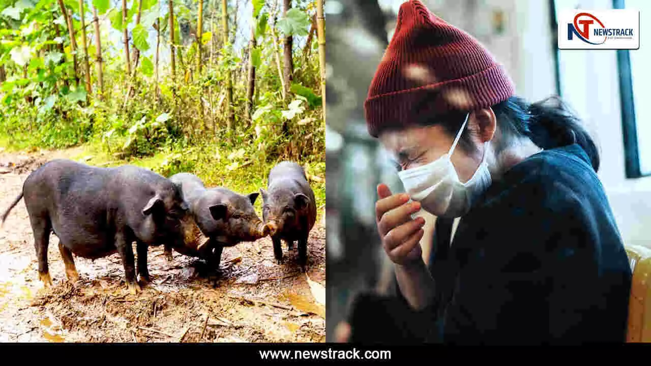 Swine flu spreading in India
