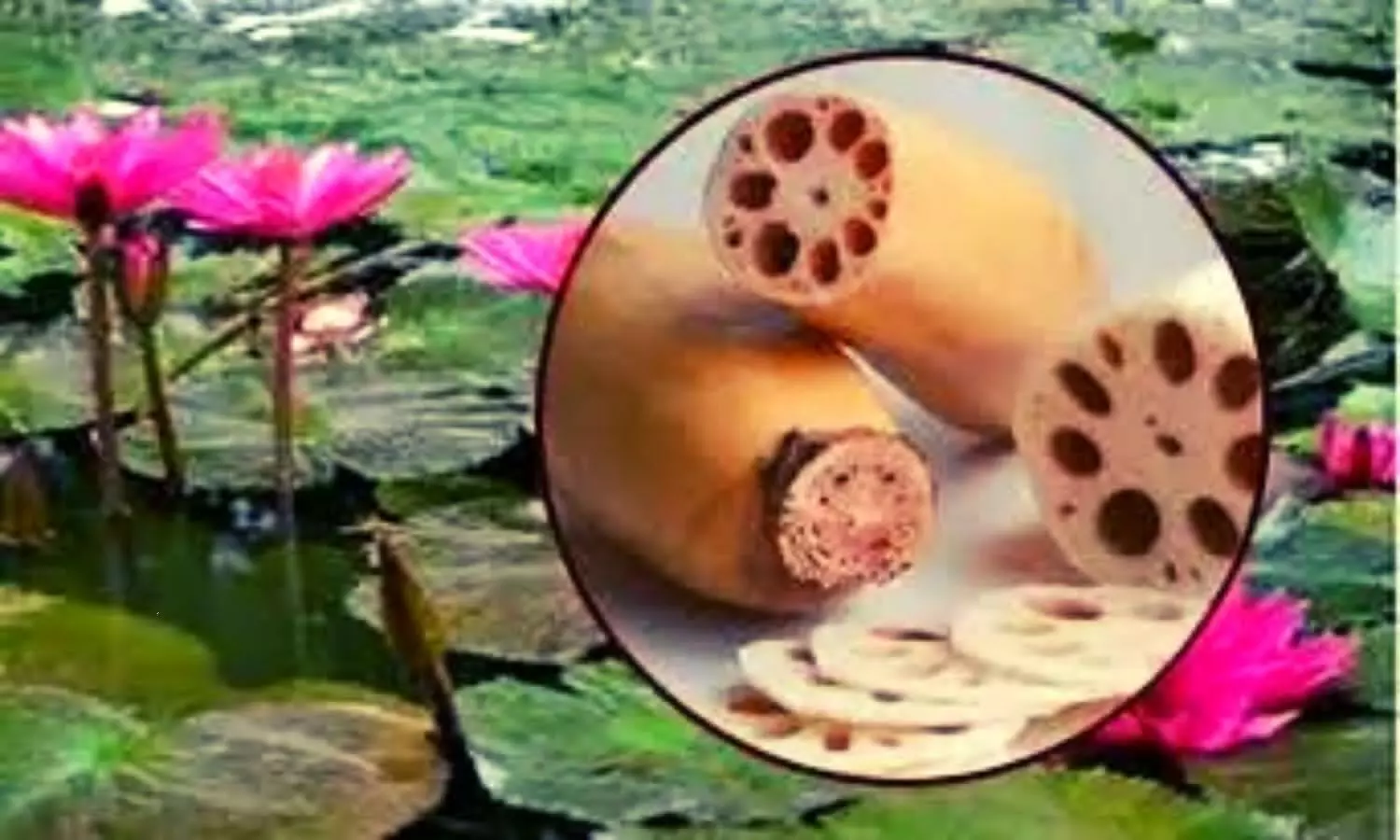 Side Effects of Lotus Root
