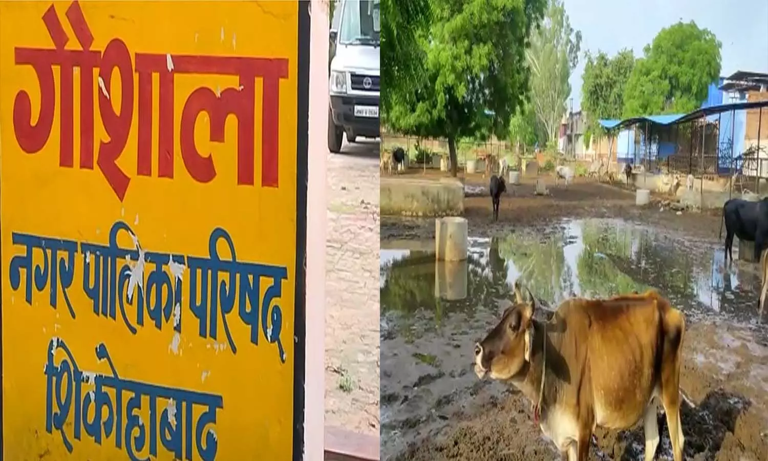 Due to rain, there was waterlogging in the cowshed, a cow died after getting trapped in the mud