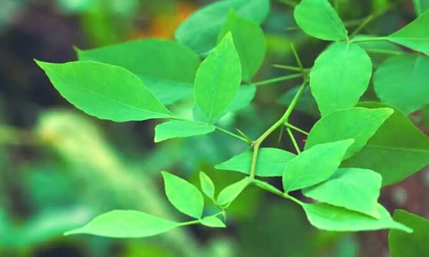 Benefits of Bael Leaves for Health