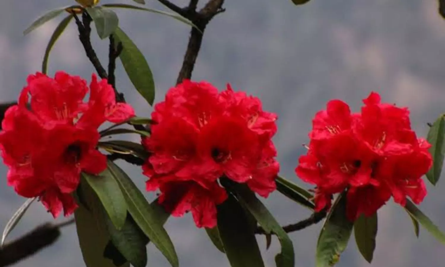 Benefits of Burans Flower