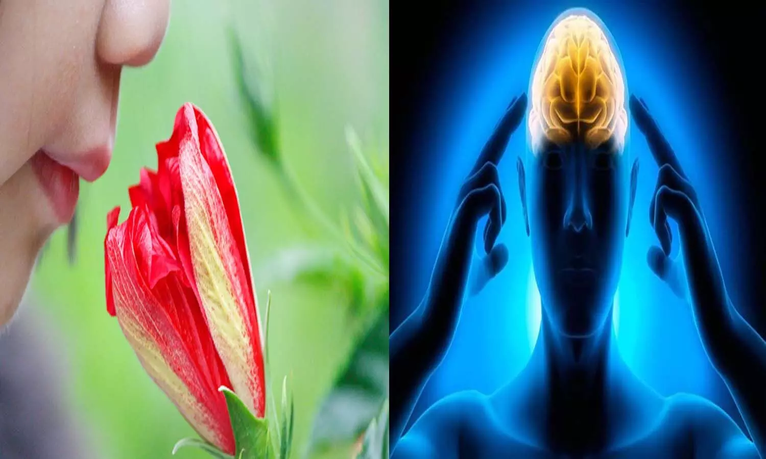 Your ability to smell is linked to the state of your brain, research reports are shocking