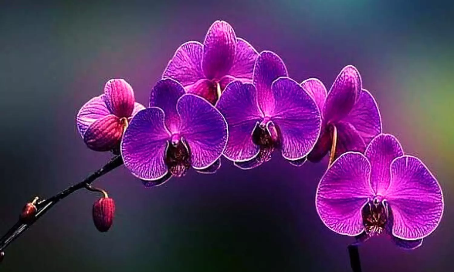 Benefits of Orchid Flower
