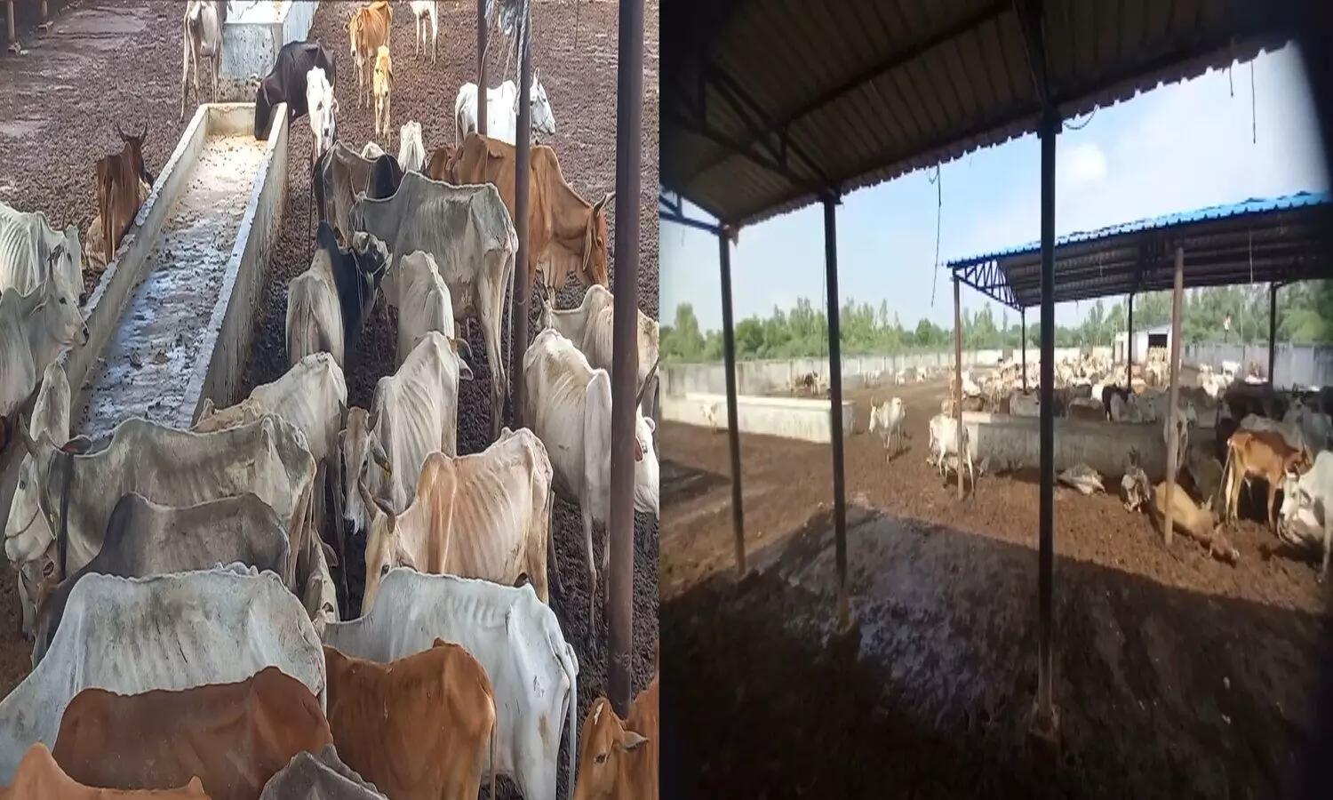 cows dying trapped in mud