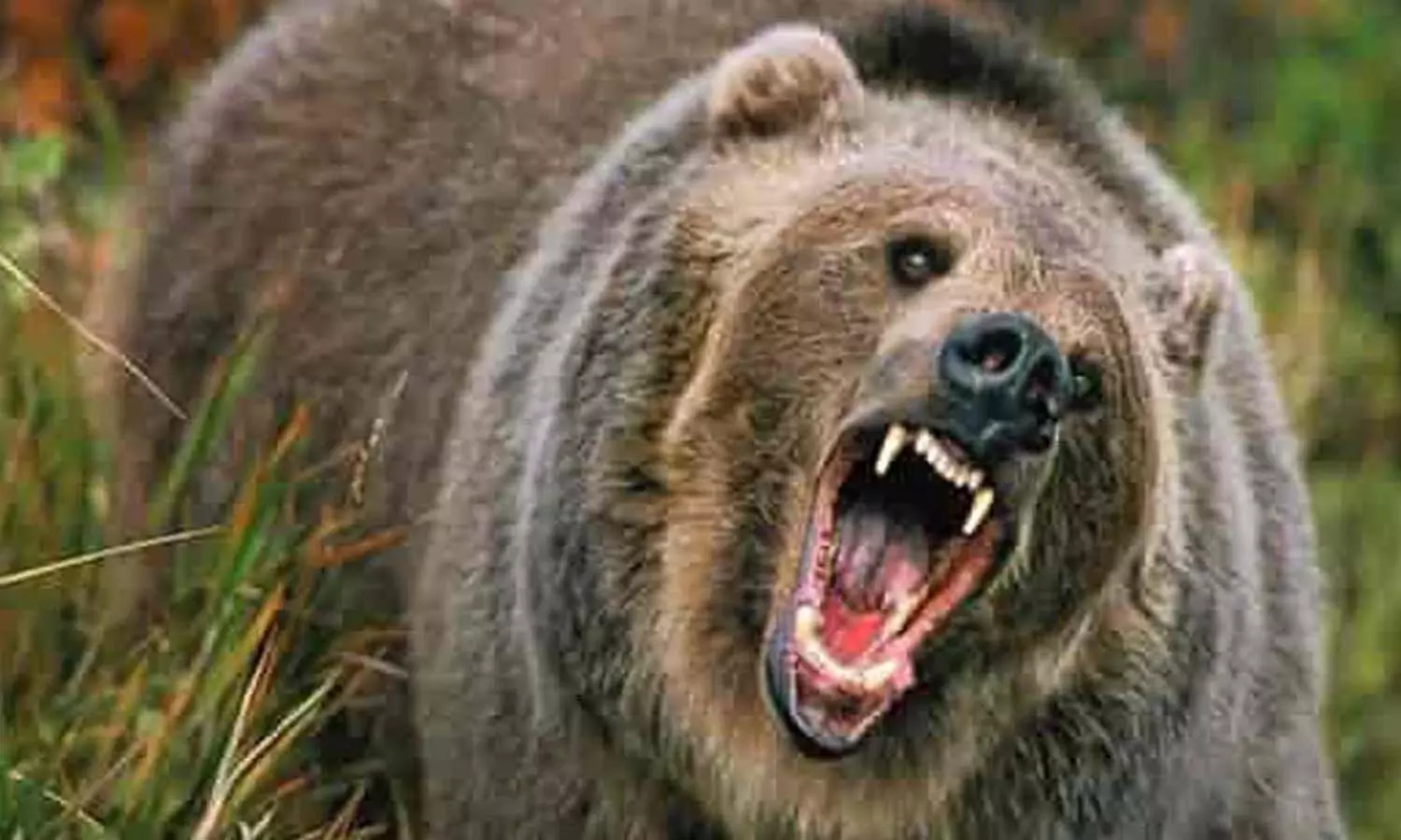 The bear attacked the woodcutter in Chitrakoot, survived with great difficulty