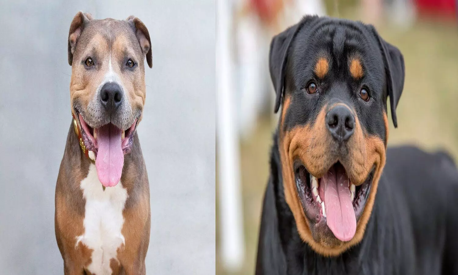 Pitbull and Rottweiler in up