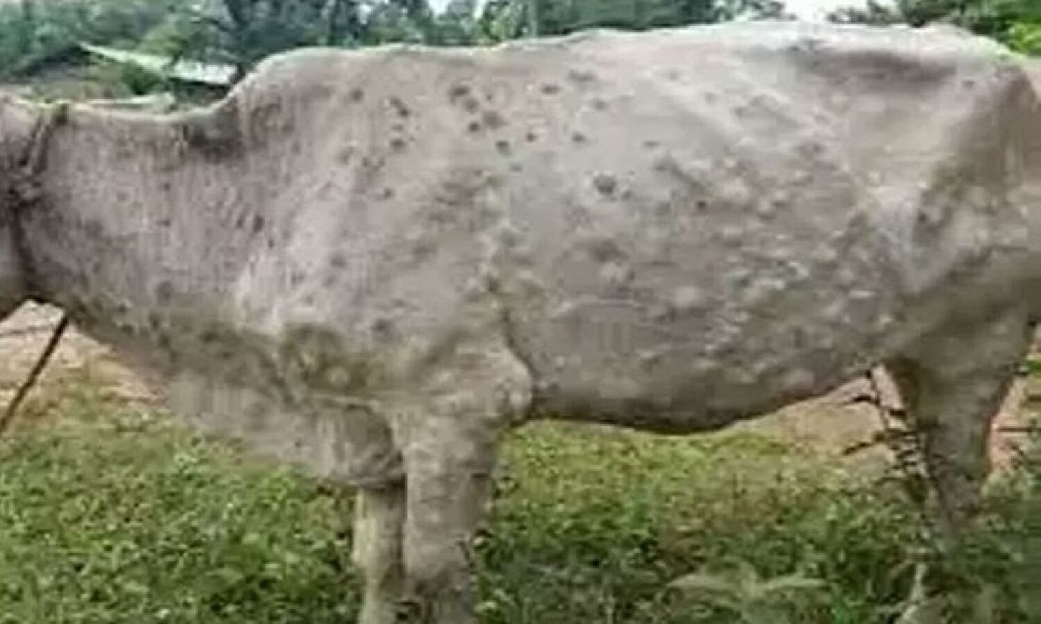 Lumpy skin disease: ‘Lumpy skin’ disease spreading rapidly, thousands of cattle infected