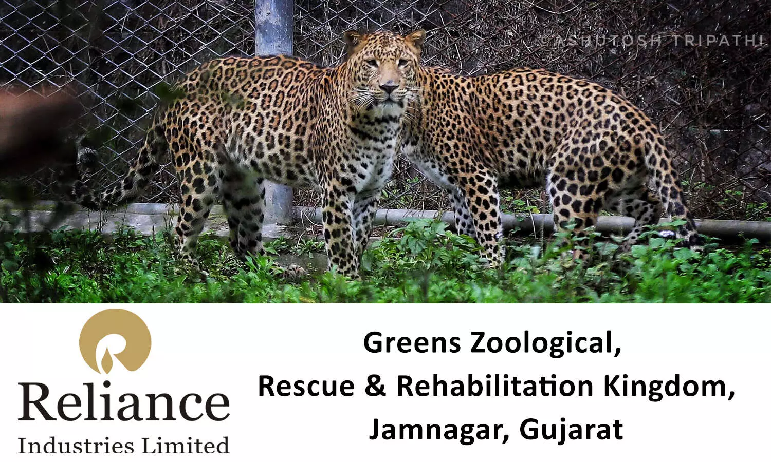 Reliance Greens Zoological Rescue and Rehabilitation Centre