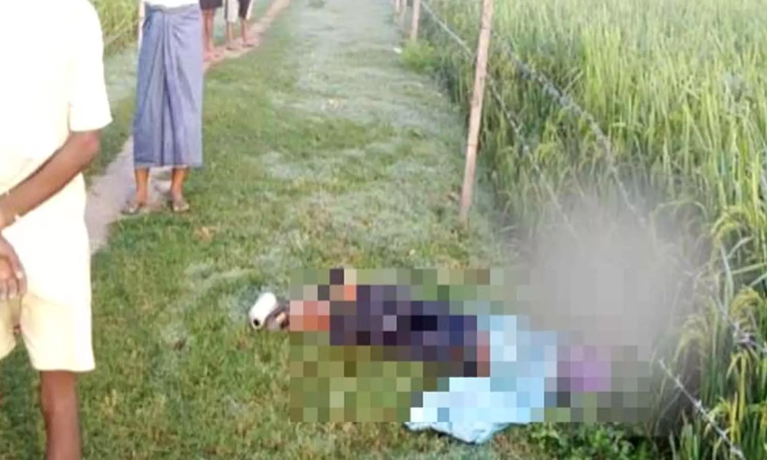 To save the crop from the cows, the young man died by clinging to the electric wire on the side of the field.