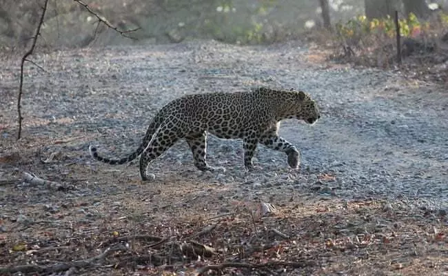 lakhimpur kheri news 6 year old child narrowly saved in leopard attack