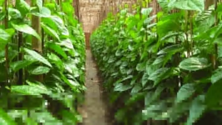 yogi government promoted betel farming in uttar pradesh increase farmers income