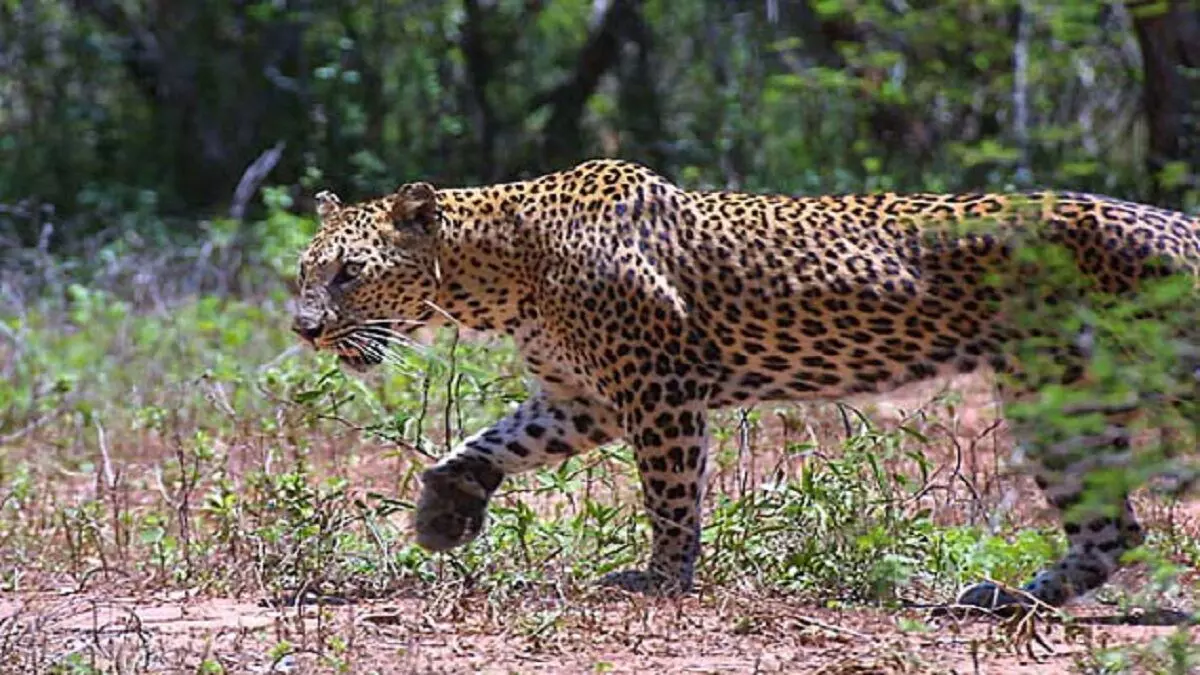 leopard attack in lakhimpur kheri ranger advised to be careful