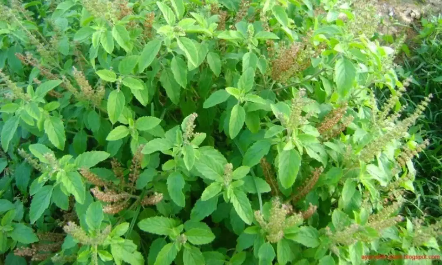 farmers more earning cultivation of basil in bundelkhand now set up their own company