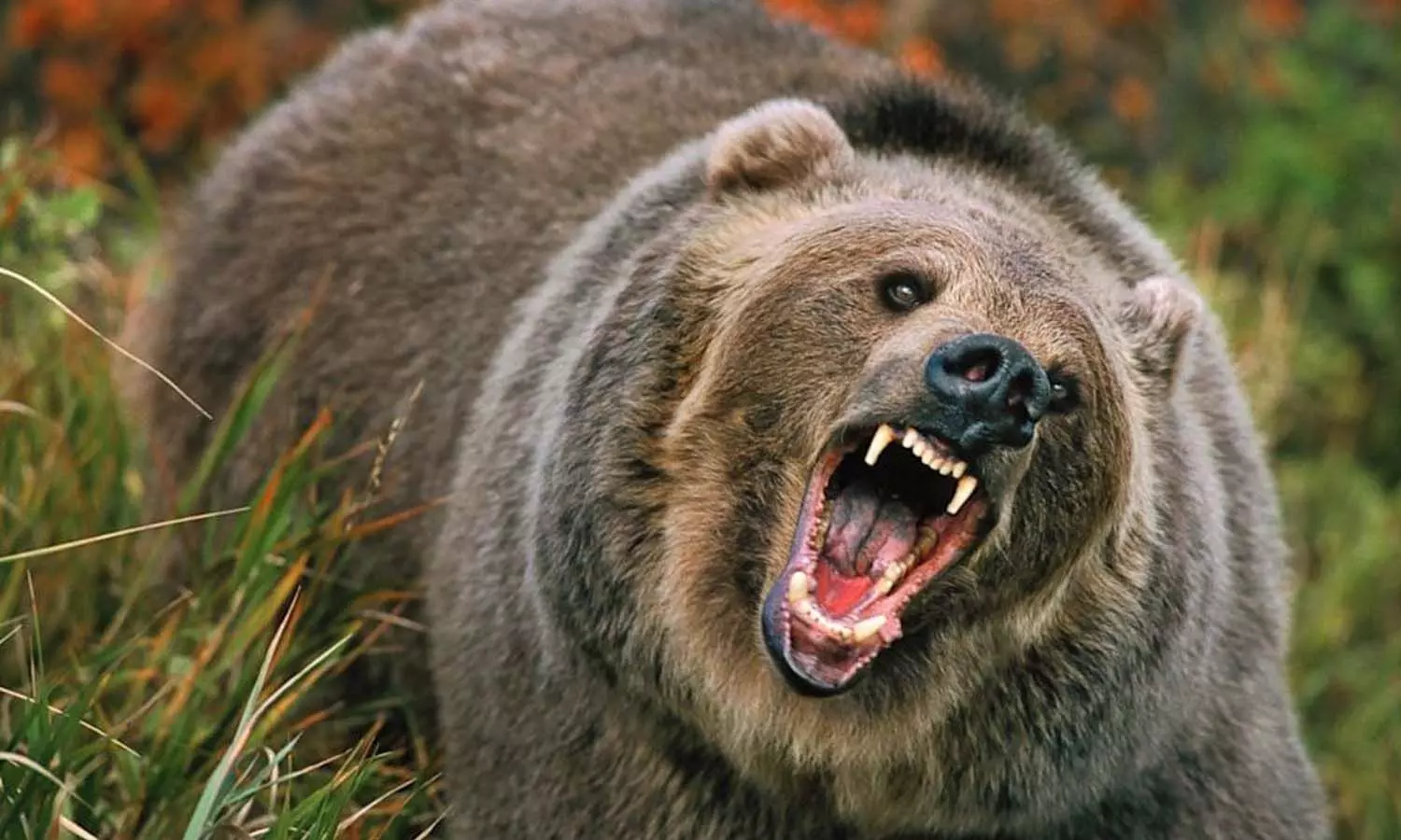 In Chitrakoot, the bears attacked the woodcutter in the forest, broke the jaw