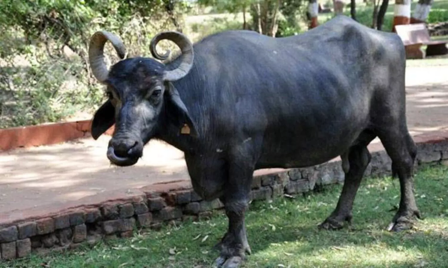 stolen buffalo