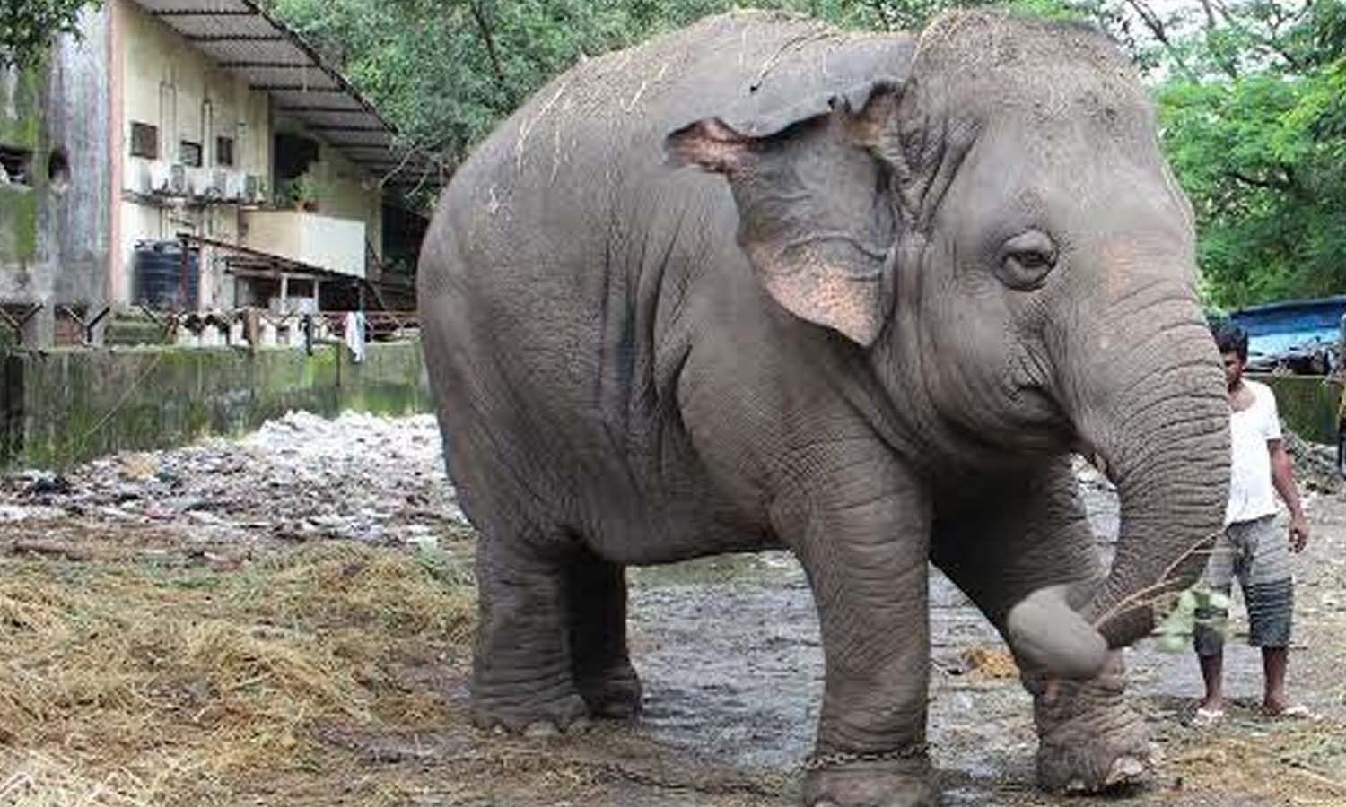 People from all over the world are uniting to help elephants in India through a unique initiative called the 30 Mile Walk Challenge