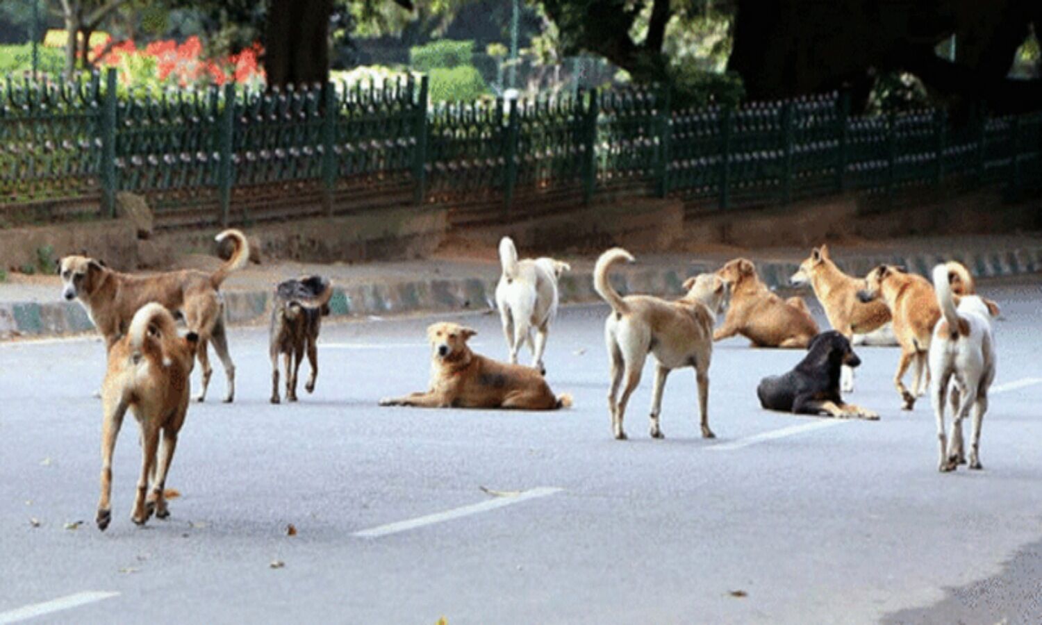Street Dogs: A balance between the safety of people and the rights of animals is necessary, the Supreme Court’s comment on stray dogs