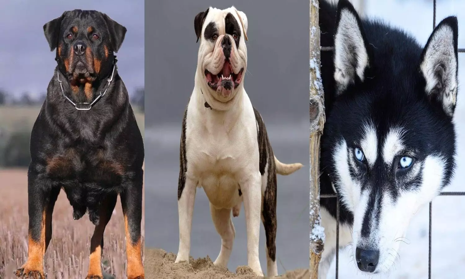 Most Dangerous Dogs in the World