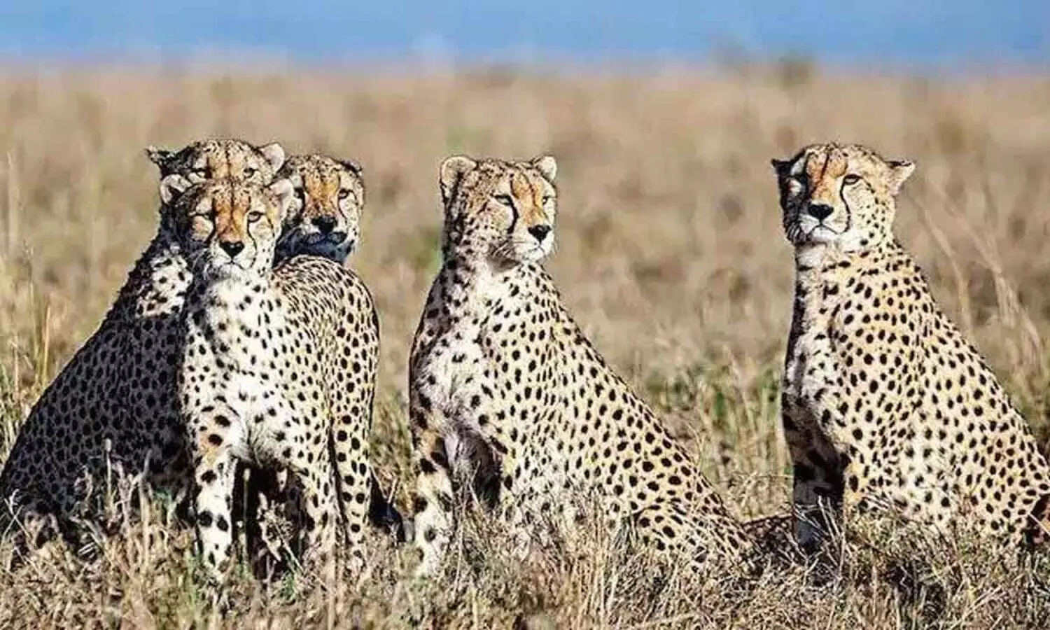 Cheetahs in India
