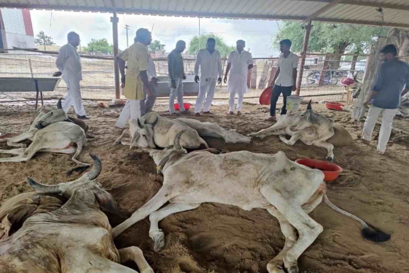 Lumpy Virus: One million out of 10 crore cattle in the country are in the grip of Lumpy disease, livestock farmers of many states including UP are in panic